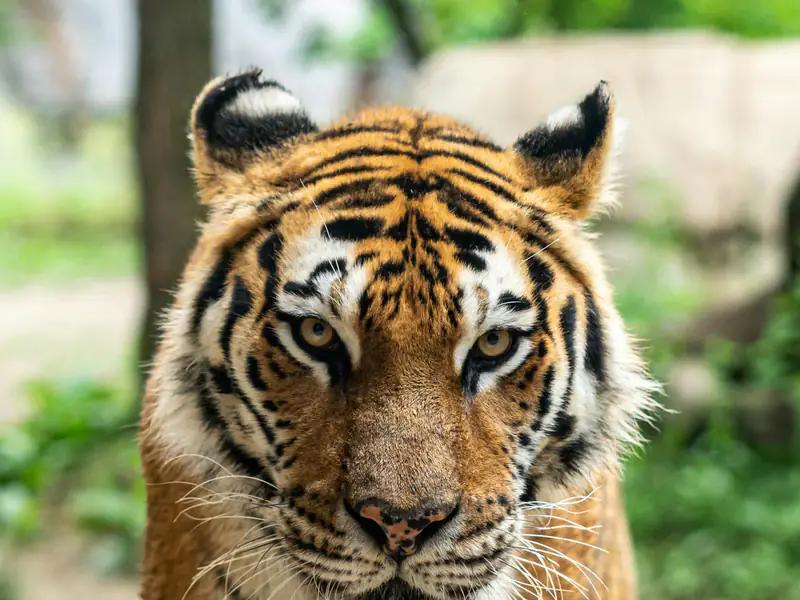 Tiger wildlife safari in India