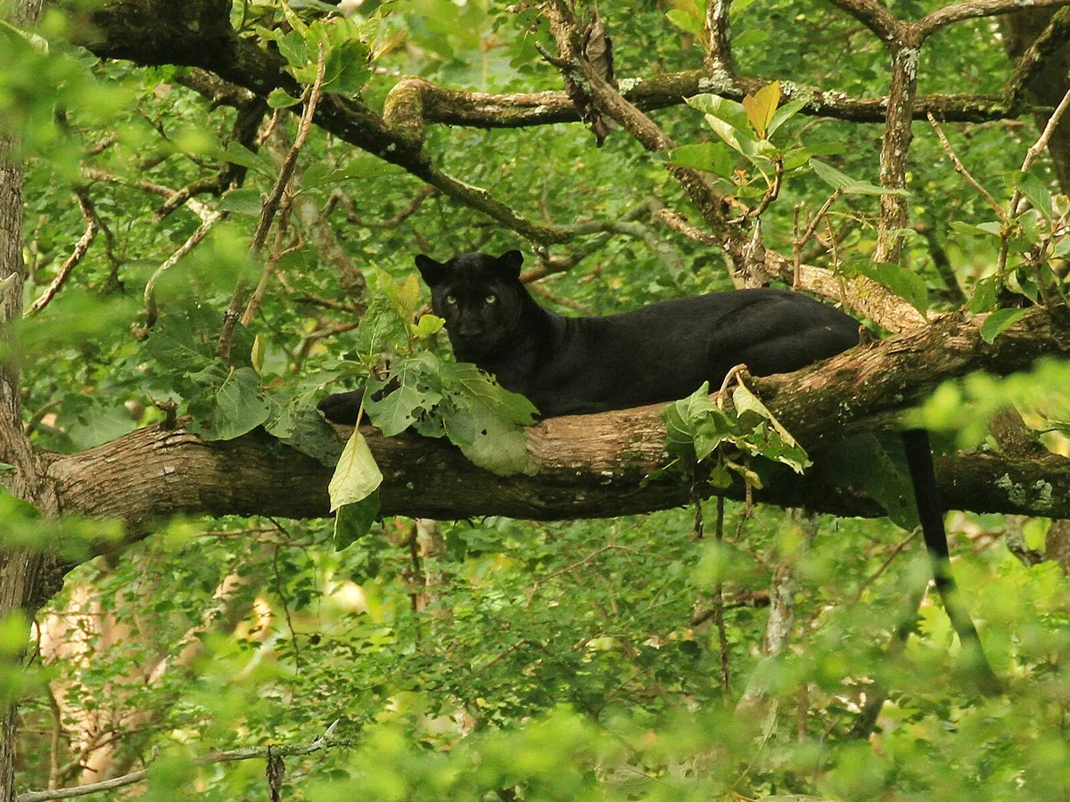 Kabini