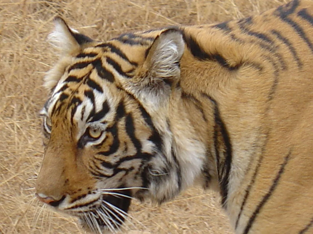 Enter India’s Wild Landscapes With Expert Naturalists